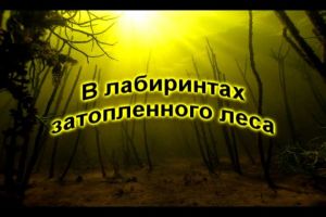 � ���������� ������������ ����